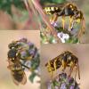 Nomada sexfasciata